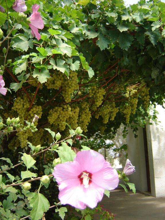 B&B Villa Lucia 미사니아 외부 사진